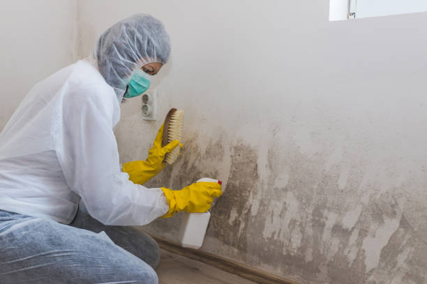 Best Mold Remediation for Specific Building Types in Feather Sound, FL
