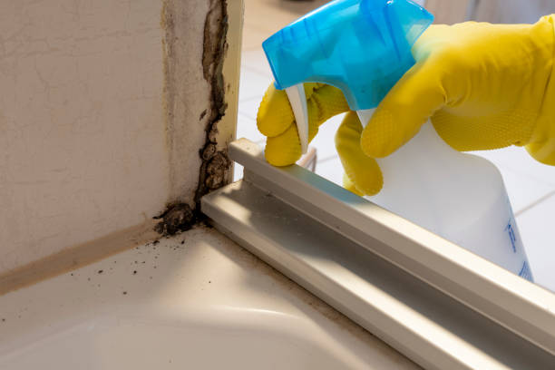 Best Localized Mold Remediation (e.g., coastal areas, humid climates) in Feather Sound, FL
