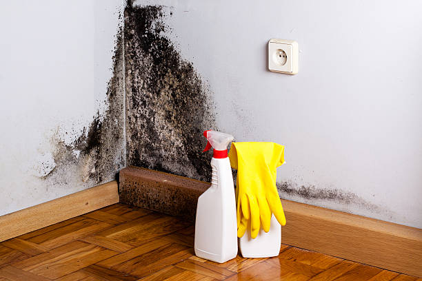 Best Attic Mold Remediation in Feather Sound, FL