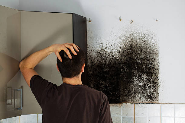 Best Black Mold Remediation in Feather Sound, FL